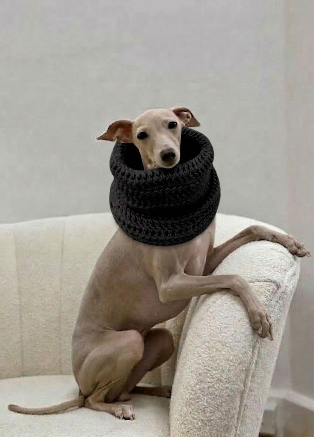 Rex Snood Kit for Pets - Yummy Version – We Are Knitters
