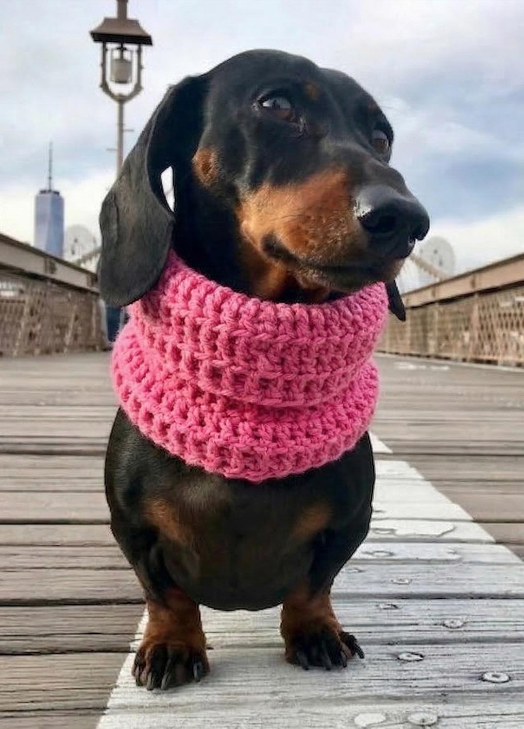 PRY Cashmere Double Wrap Snood +クリップ Rex Snood Kit for Pets - Yummy Version – We Are Knitters