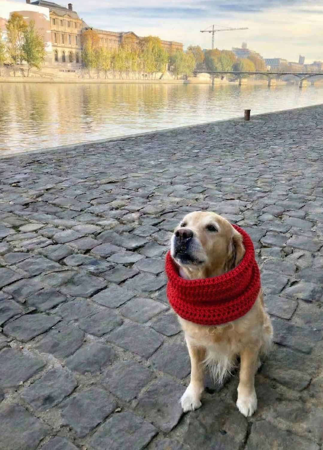 Rex Snood Kit for Pets - Yummy Version