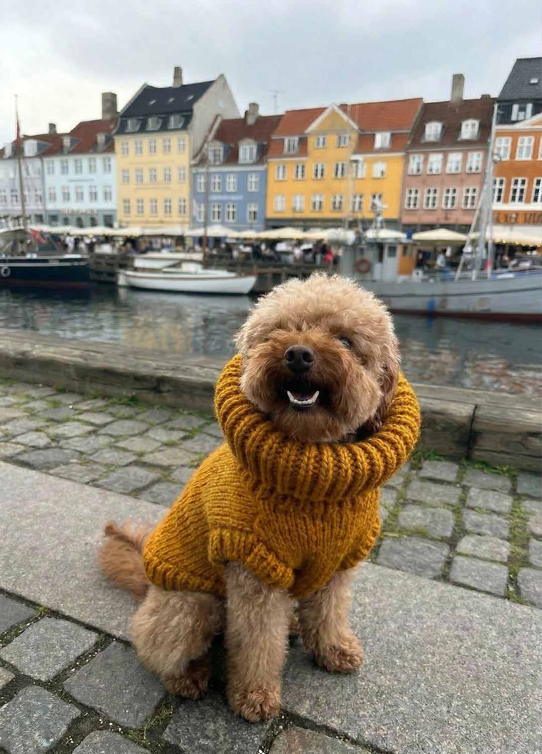 Scooby Sweater Kit for Pets - Yummy Version
