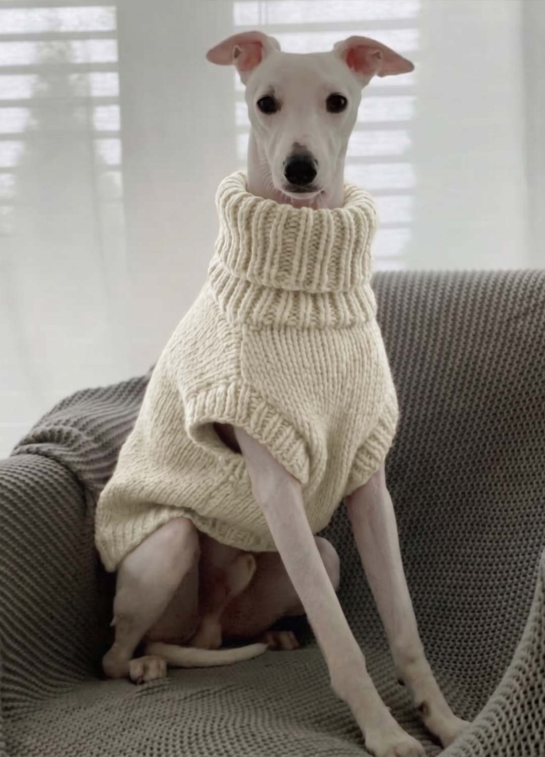 Scooby Sweater Kit for Pets - Yummy Version – We Are Knitters